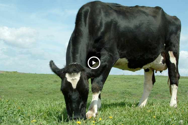 cow eating grass