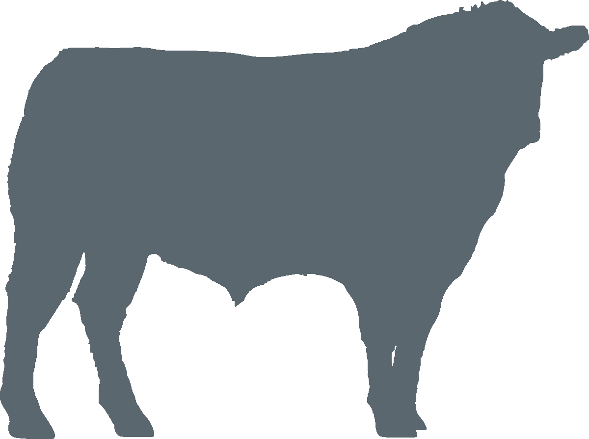 beef-cow