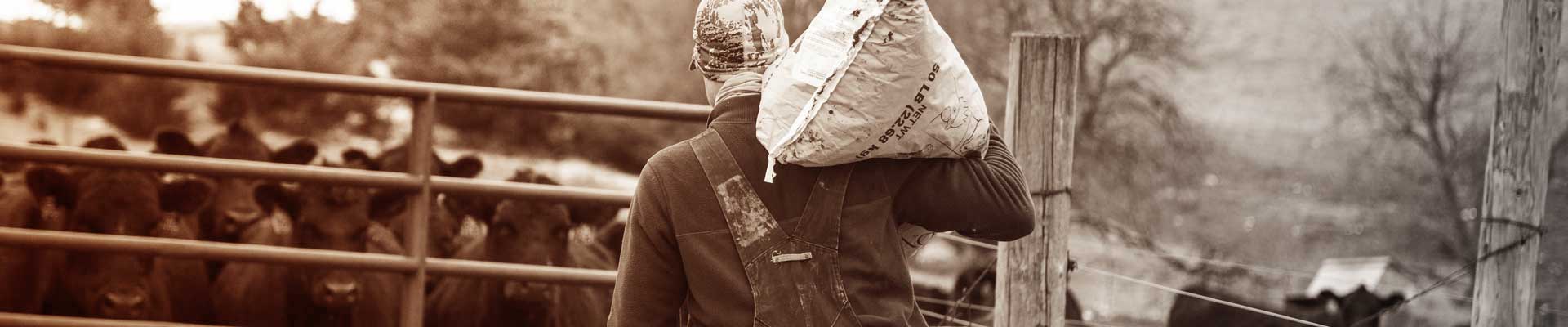 Bio-Mos 2 header image - beef cattle photo