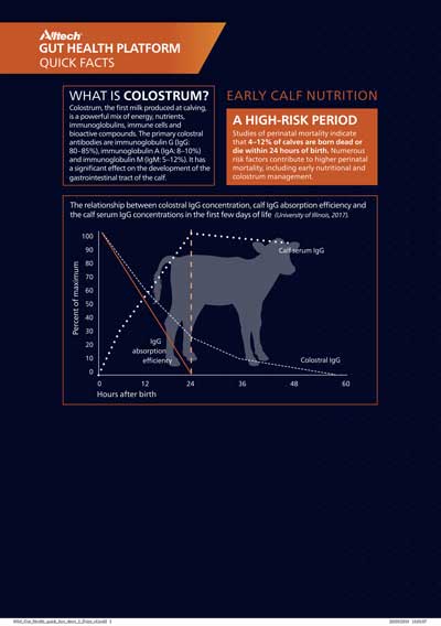 Beef Cattle Gut Health quick facts infographic