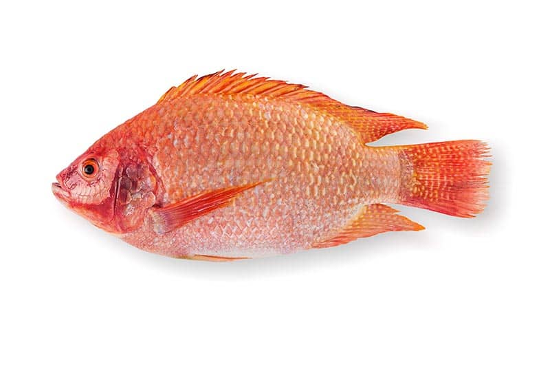 close-up photo of tilapia
