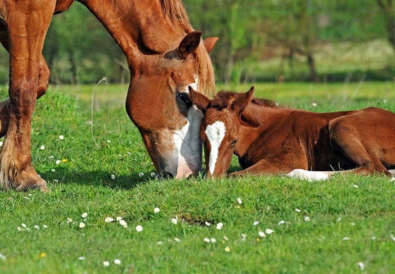 dairy cows in stalls