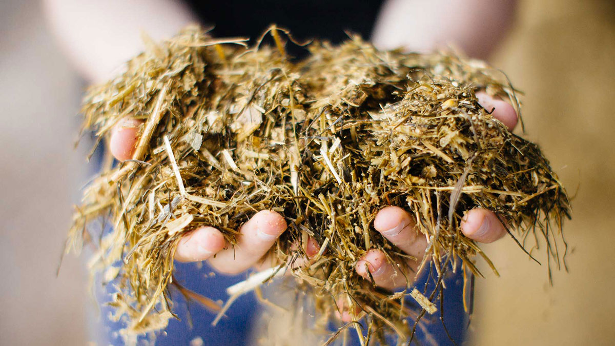 Dairy cow feed close-up