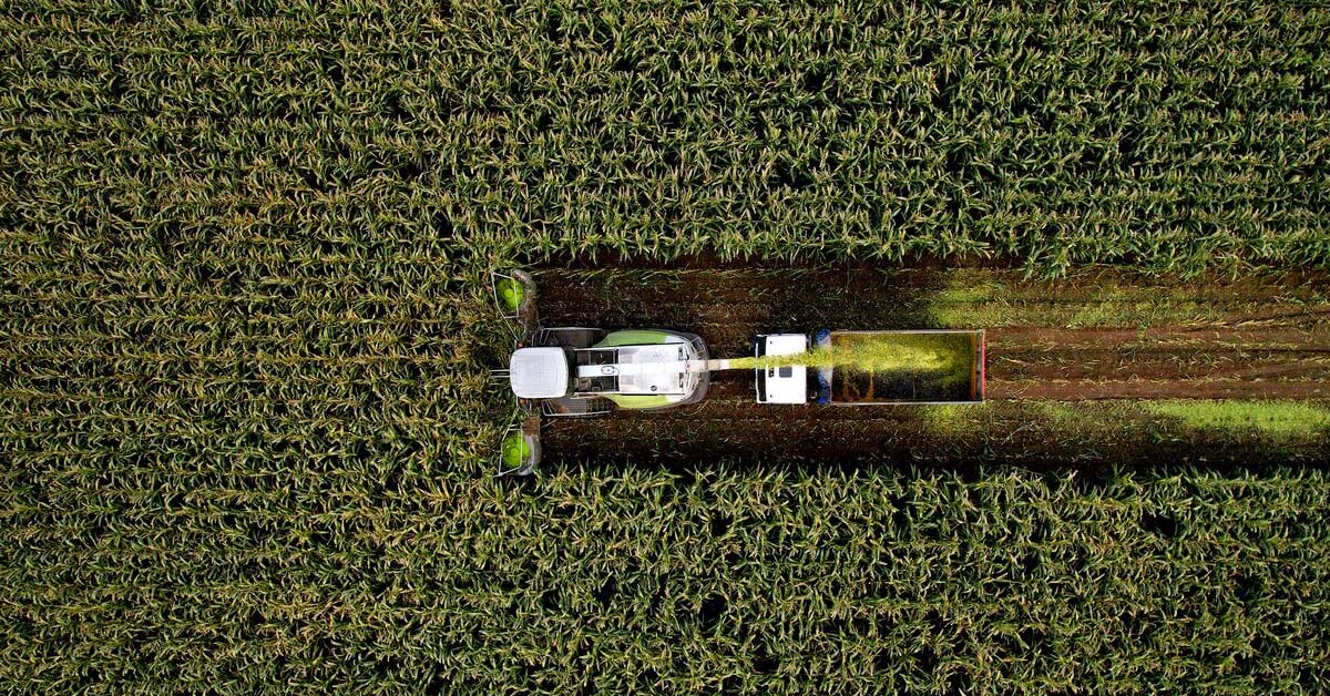 Tractor collecting silage