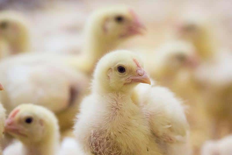 close up of chickens