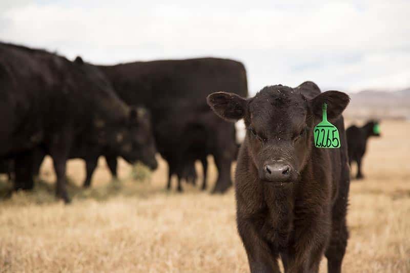 beef cattle looking into camera