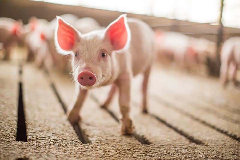 close up of pig in barn