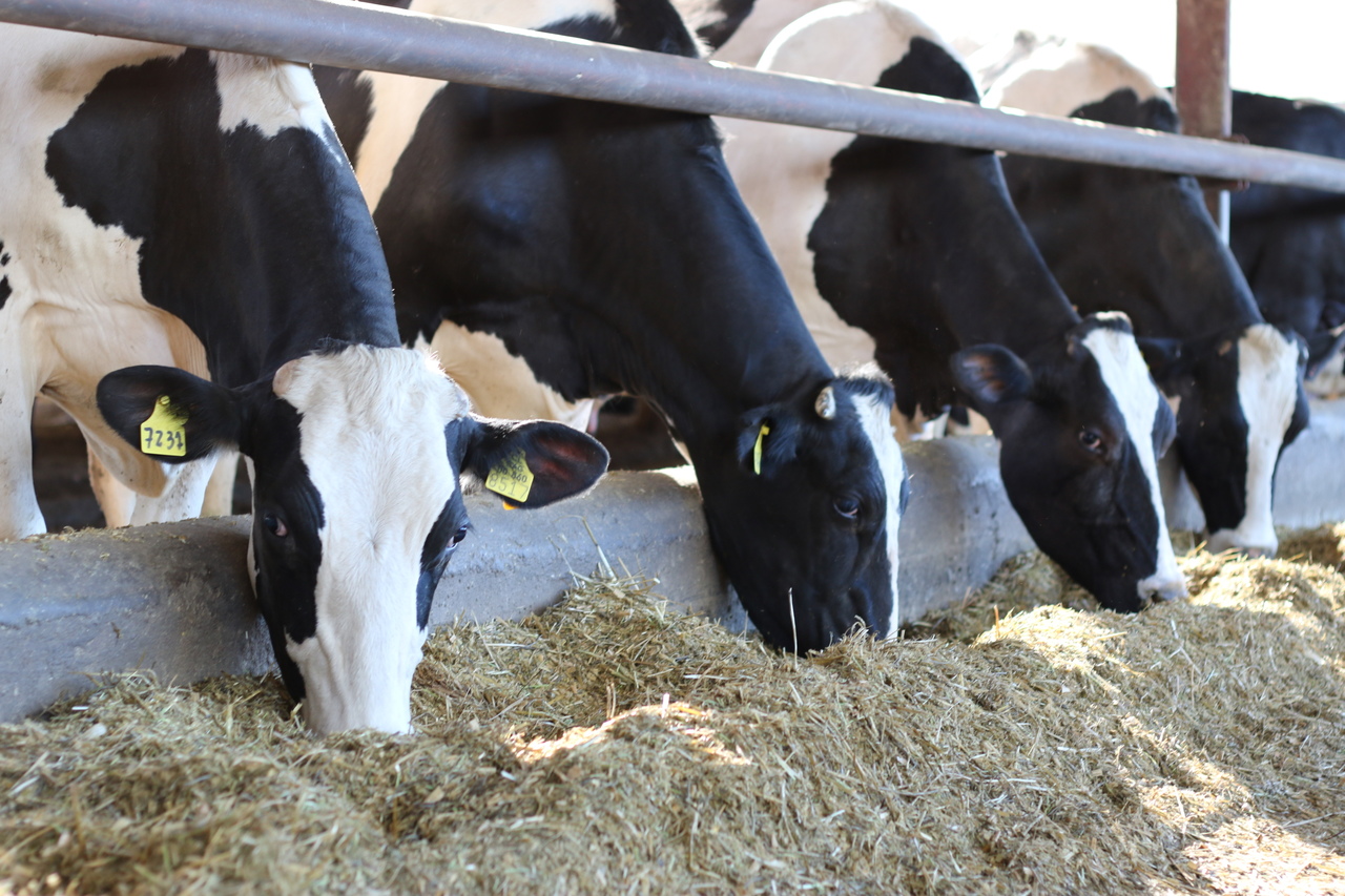 dairyfeed.JPG
