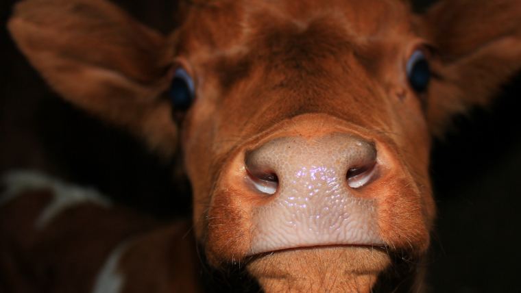 Understanding Rumen Function Part 3: Protein Digestion