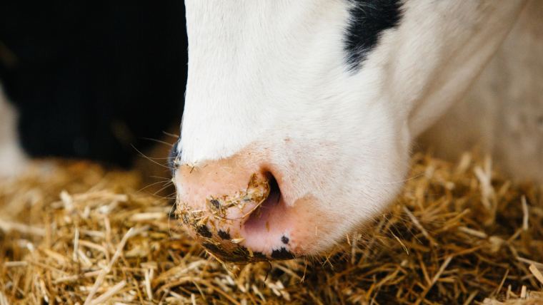 Mycotoxin Management 2: Signs & Symptoms