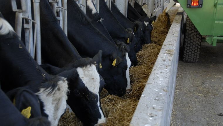 Dairy herd - never miss a feed