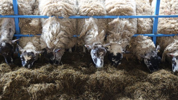 Sheep can benefit from using a KEENAN diet feeder