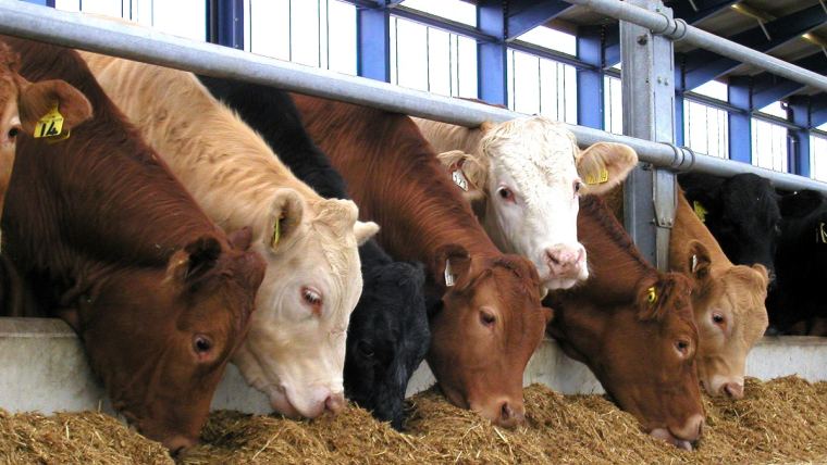 Beef herd at feed face