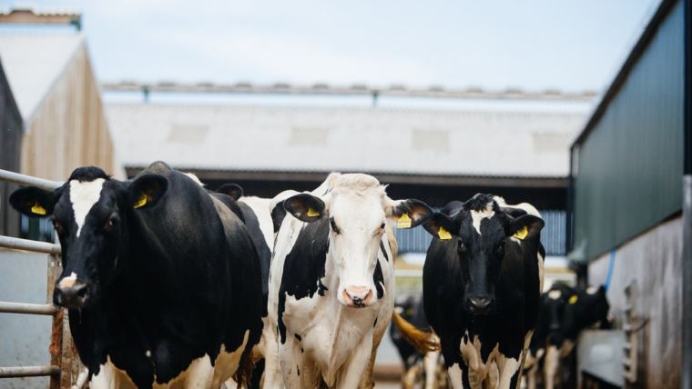 Dairy cows