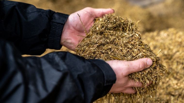 TMR in farmer's hands