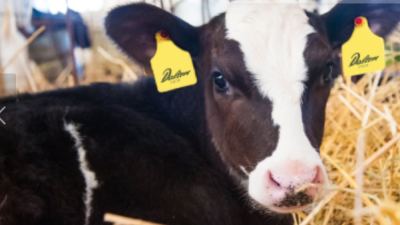 Design your own eartag