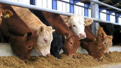 Beef herd at feed face