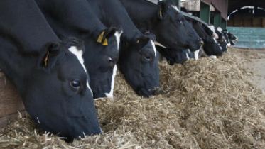 Dry cow nutrition key to cow health
