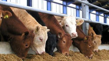 Beef herd image