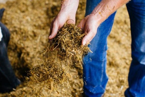 dairy cow feed mix image