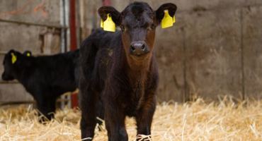 Image of calf in shed