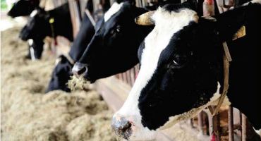 Image of cows at feed face