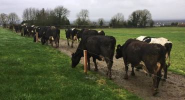 Dairy cows grazing