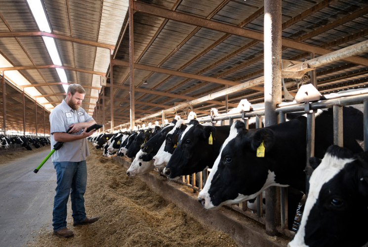 dairy farmer in dairy barn