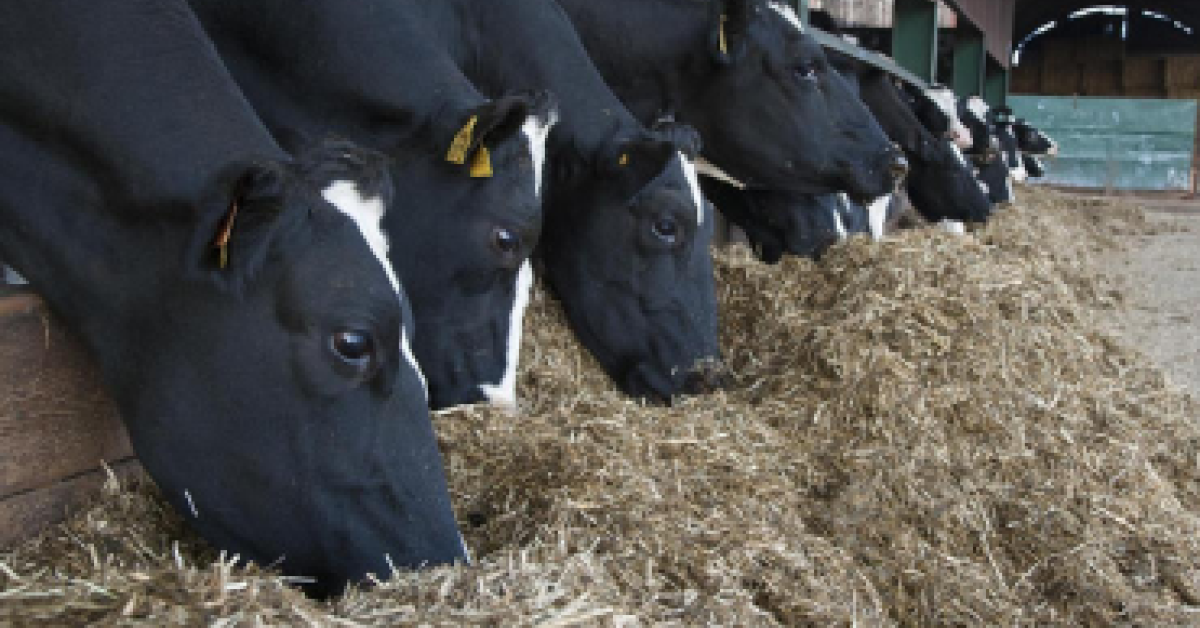 Dry cow nutrition key to cow health | Keenan